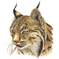Lurking Lynx